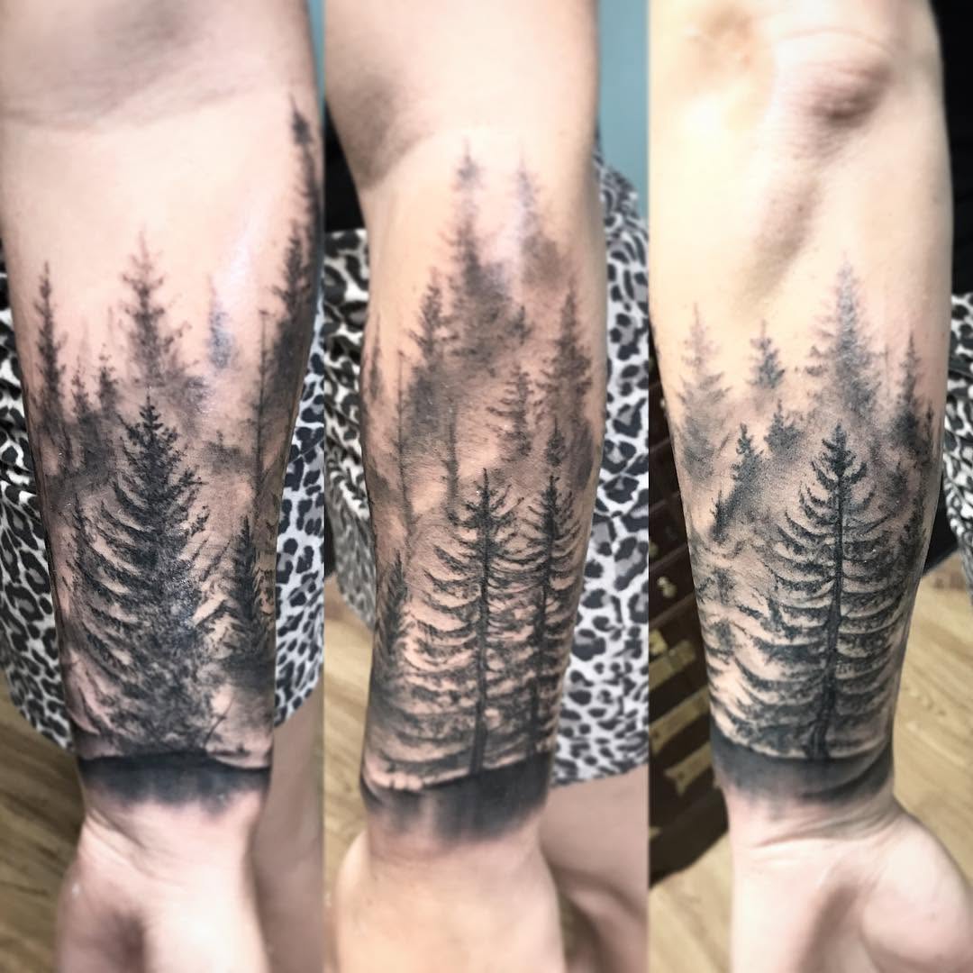 Nature, 숲, 소나무, 고사리