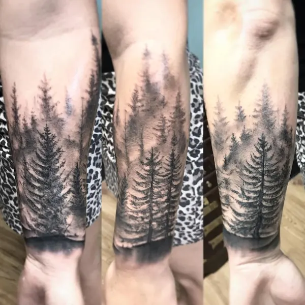 Nature, 숲, 소나무, 고사리