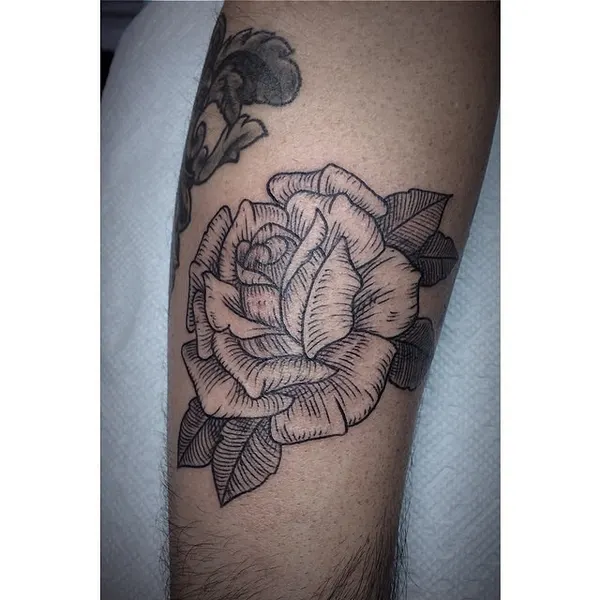 Flower, Rose