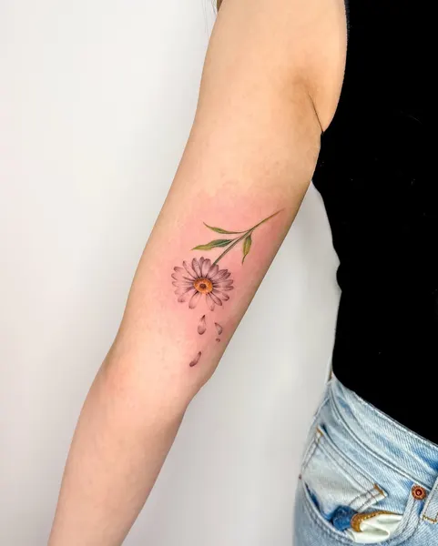 Flower, 국화, 데이지, 민들레