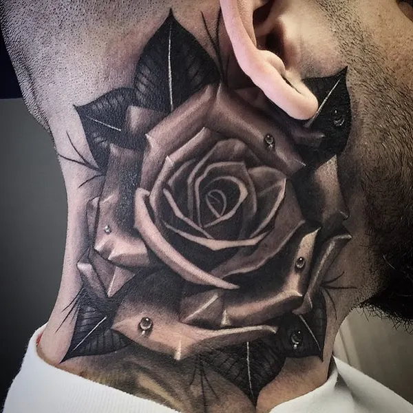 Flower, Rose, Nature