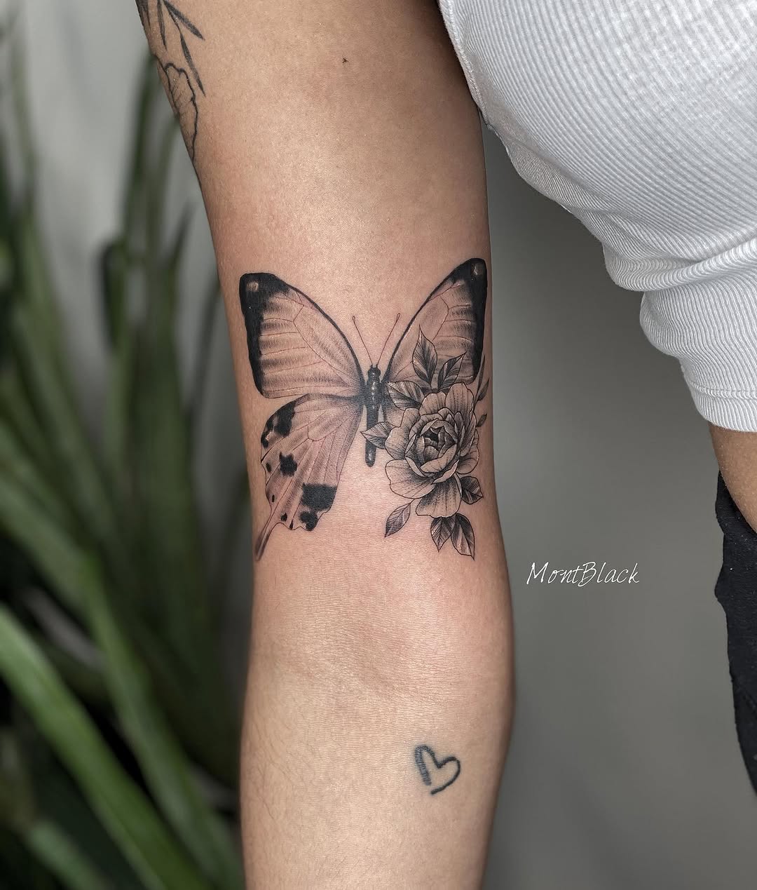 Animal, Nature