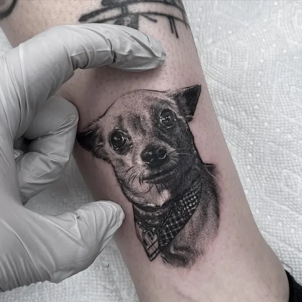 Animal