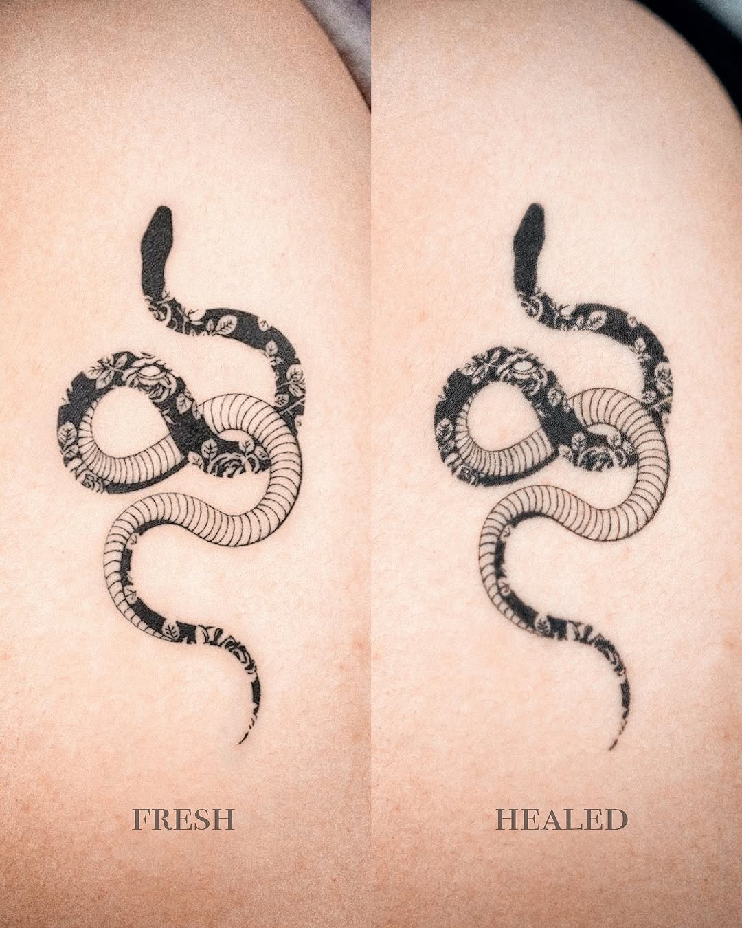 Snake, Dragon