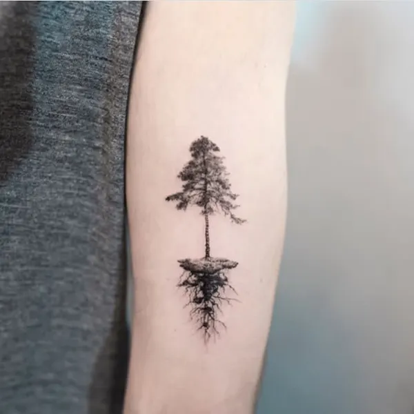 Nature, 숲, 대나무, 소나무, 야자수, 나무