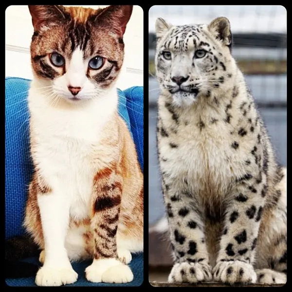 Animal