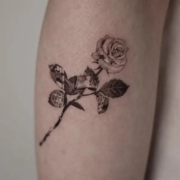Flower, Rose