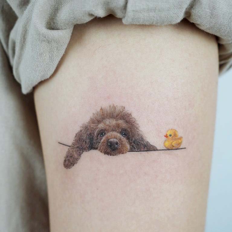 Animal, 너구리, 다람쥐, 코알라, 고슴도치, 나무늘보, 판다, 원숭이
