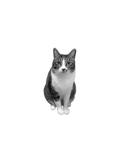 고양이