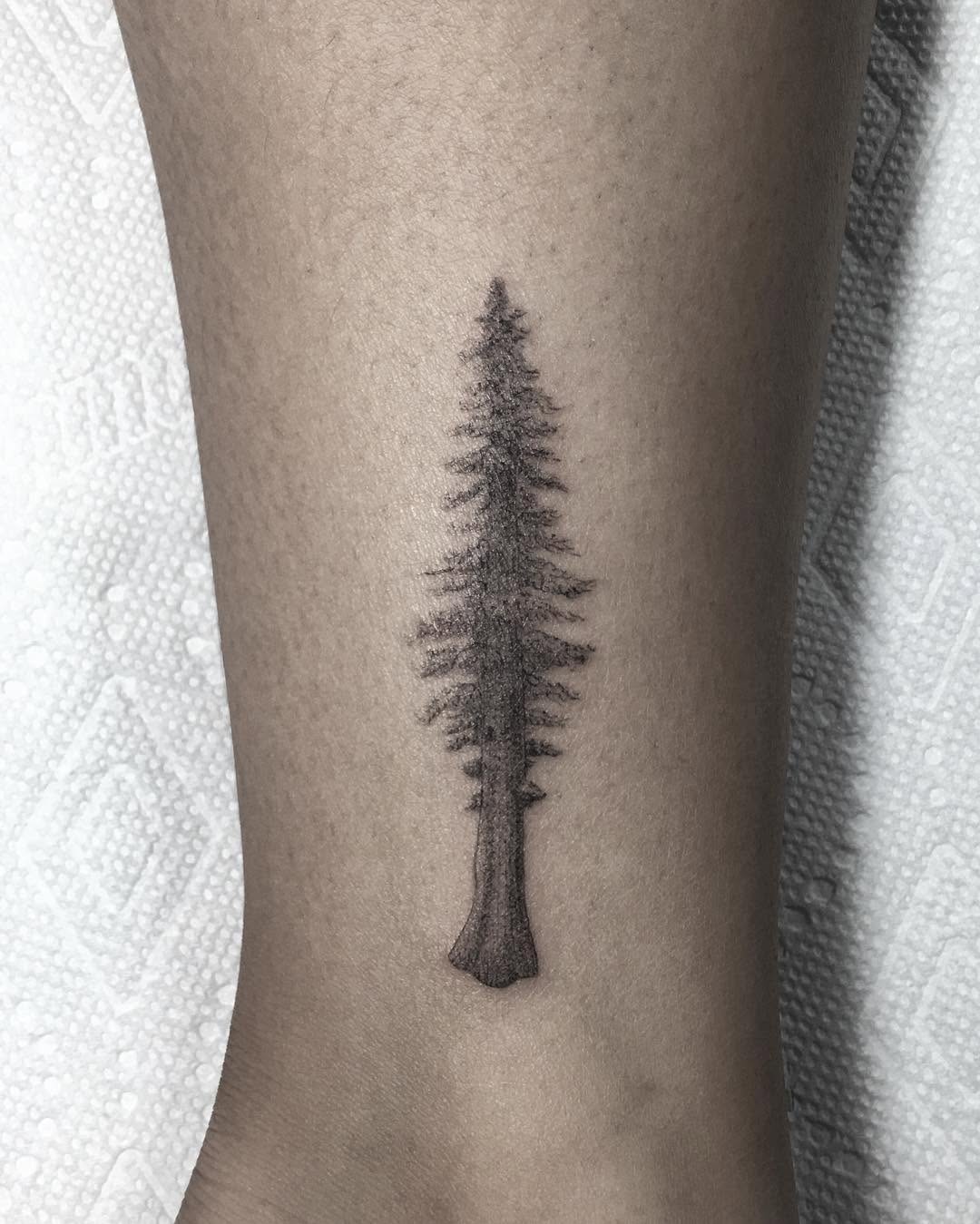 Nature, 숲, 고사리, 소나무, 나뭇가지, 나무, 대나무