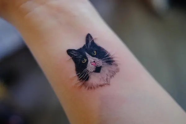 고양이