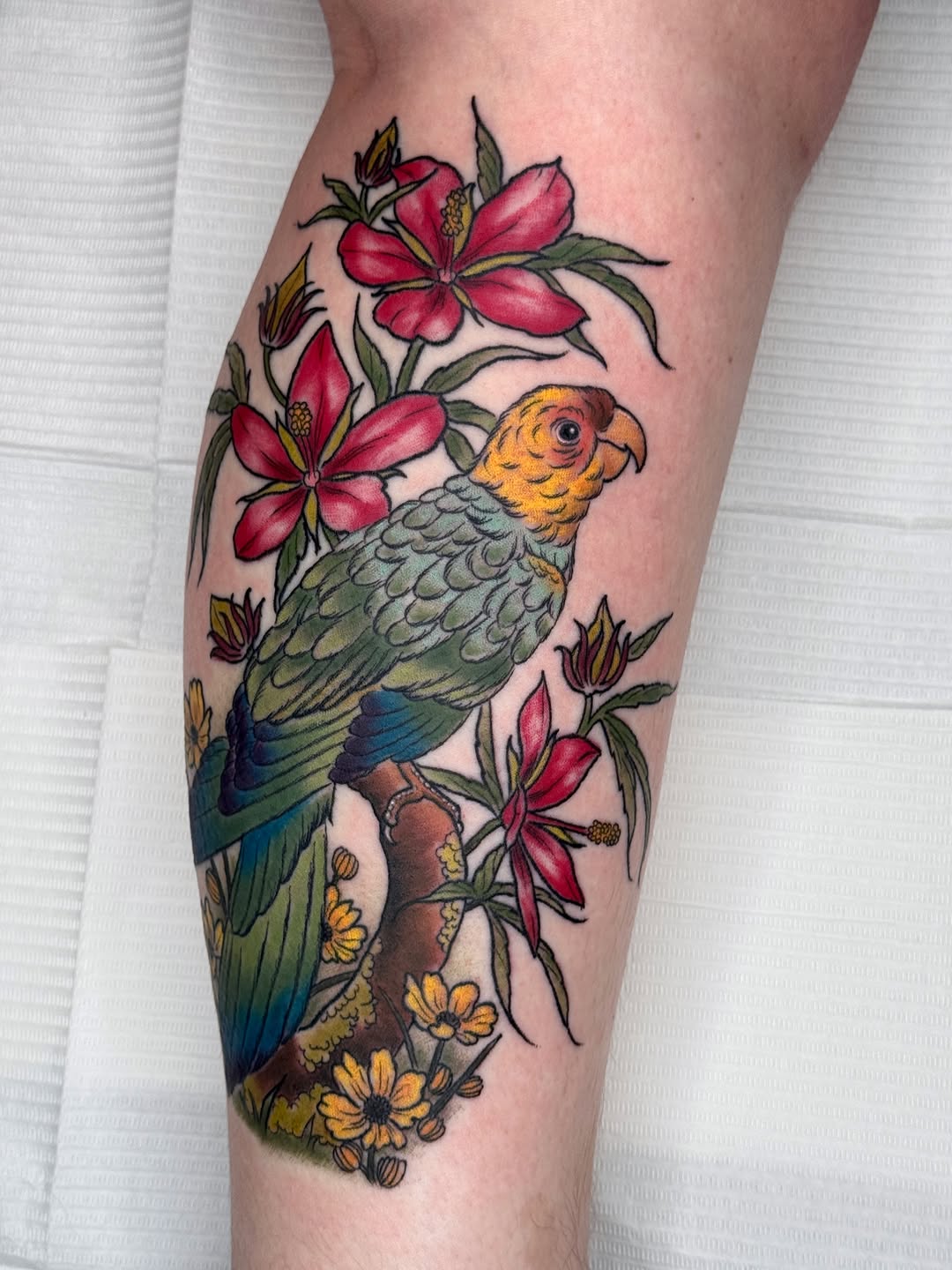 Animal, Nature, 앵무새