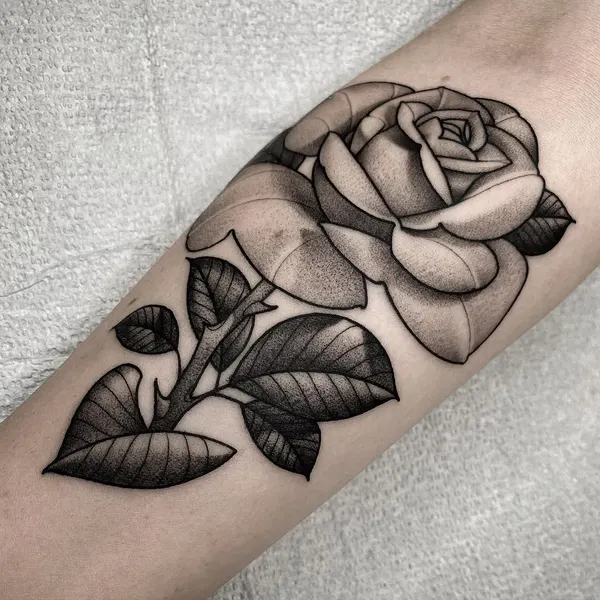 Flower, Rose, Nature