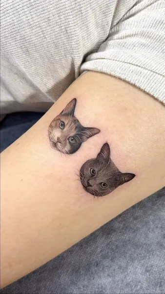 고양이