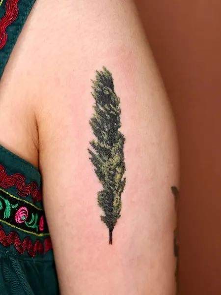 Nature, 소나무, 나무, 숲