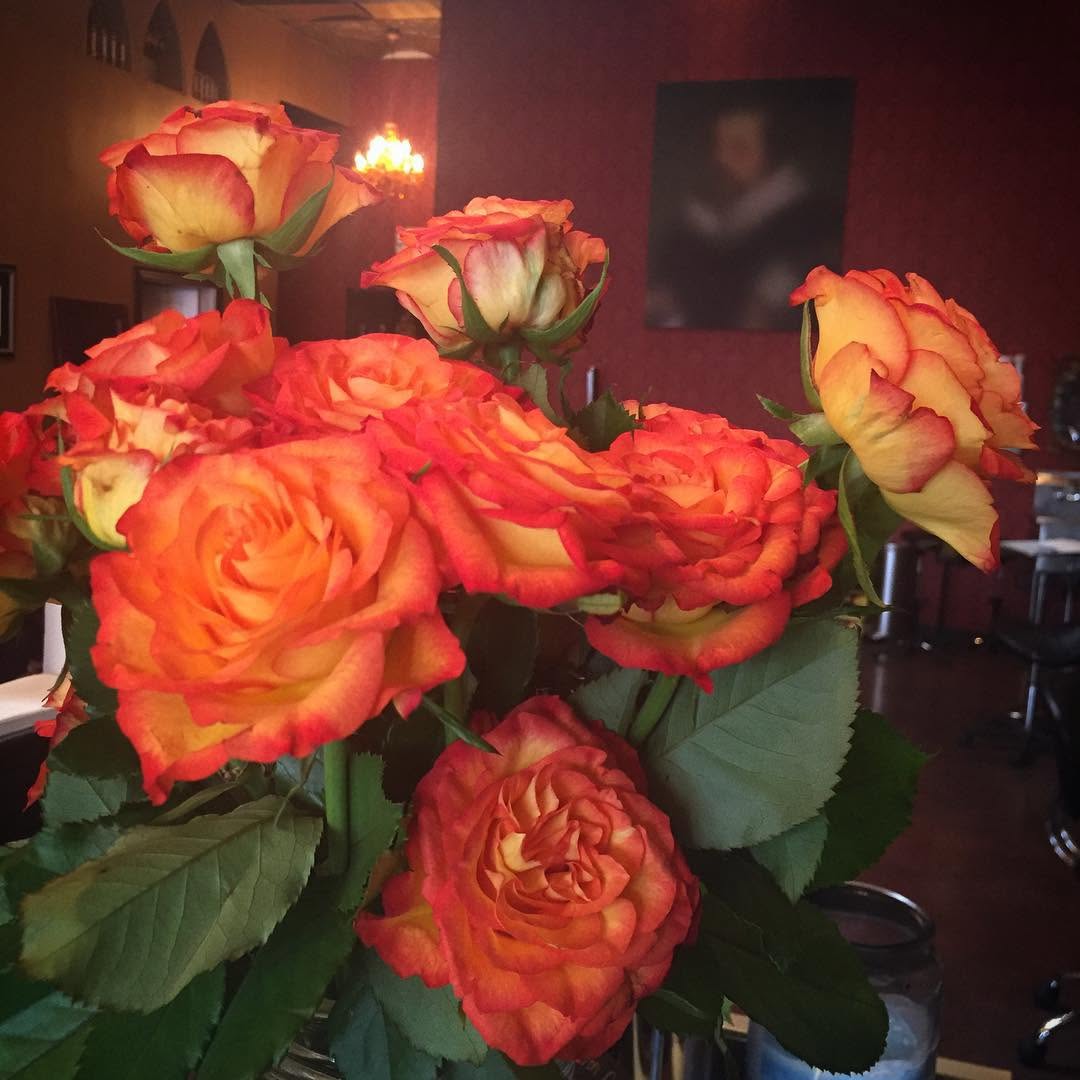 Flower, Rose, Nature