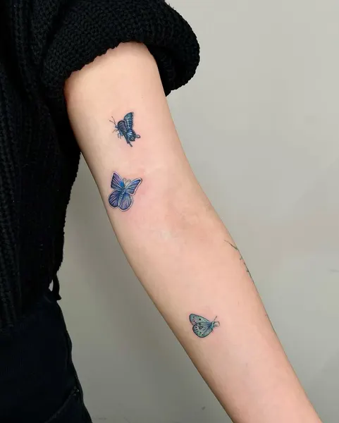 Animal, Nature, 나비