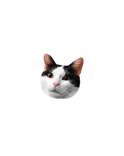 여우 가면, 고양이