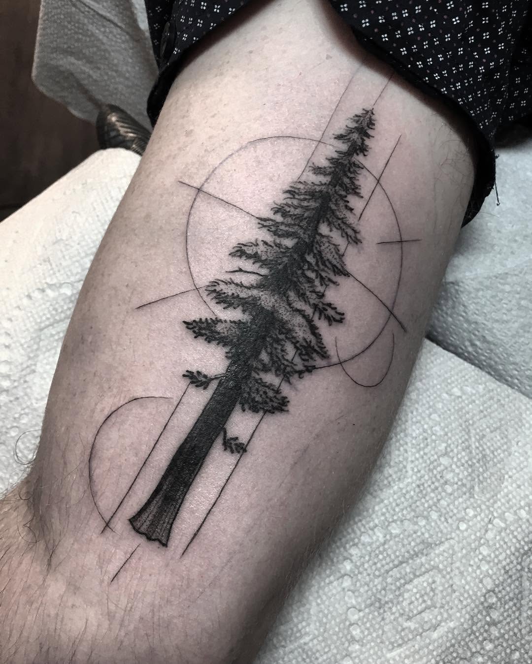 Nature, 번개, 비, 폭포, 소나무