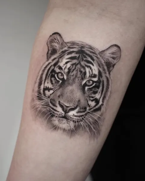 Tiger, 중국 호랑이, 치타
