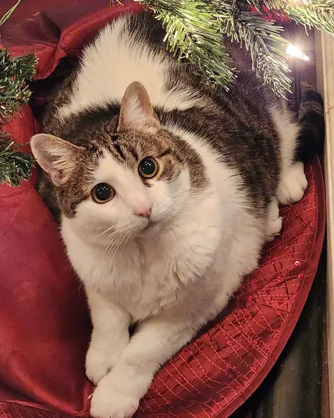 고양이