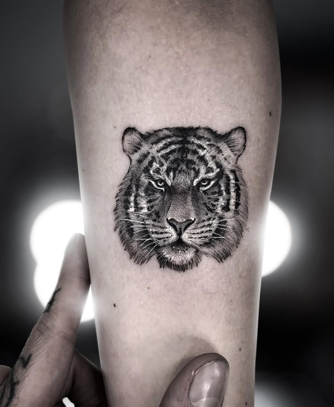 Tiger, 치타, 표범, 재규어, 사자자리, 중국 호랑이, 한국 호랑이, 팬서, 일본 호랑이, Animal