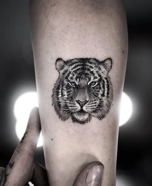 Tiger, 치타, 표범, 재규어, 사자자리, 중국 호랑이, 한국 호랑이, 팬서, 일본 호랑이, Animal
