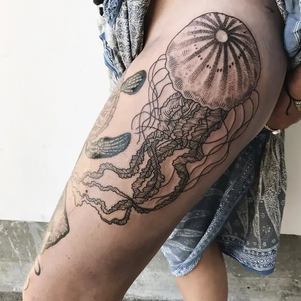 바다거북, 거북이