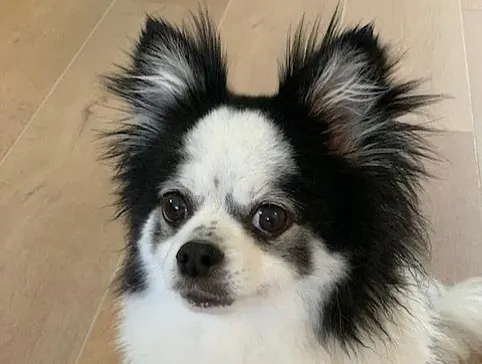 쥐, 판다, 너구리, 발자국, 고슴도치, 나무늘보, 코알라
