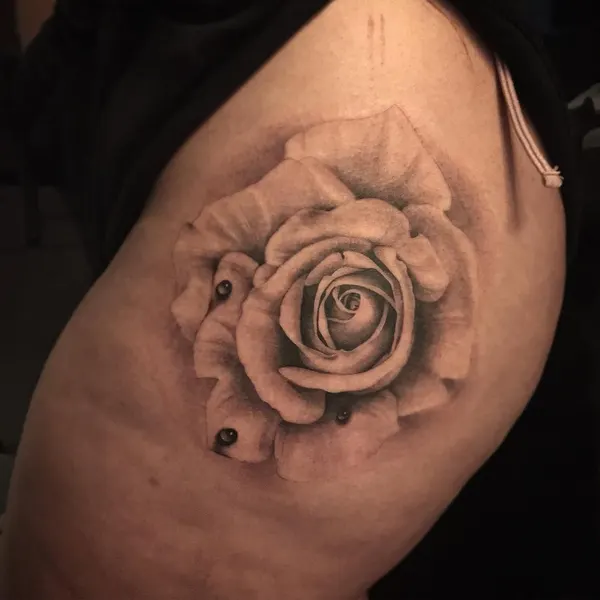 Flower, Rose, Nature
