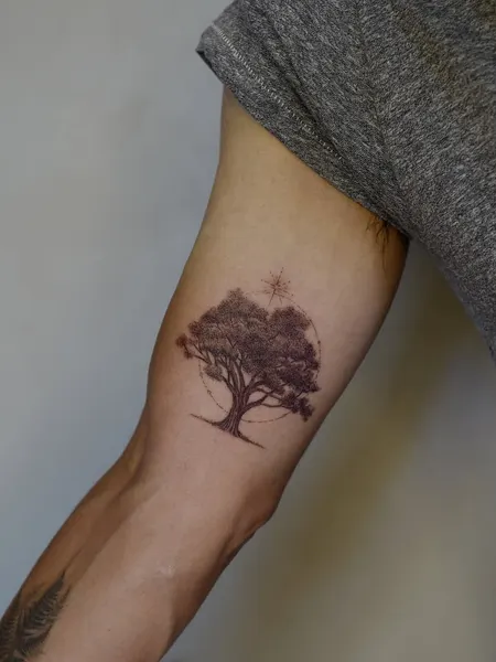 Nature, 나무, 소나무, 올리브 가지