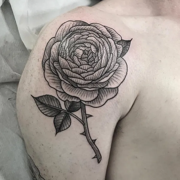 Flower, Rose, Nature