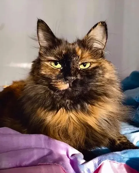 Animal