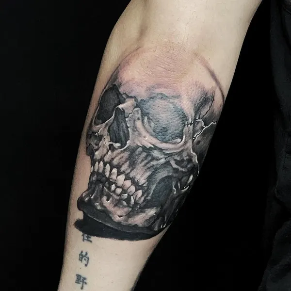 뼈, Skull