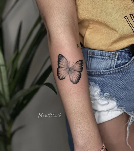 Animal, Nature, 나비