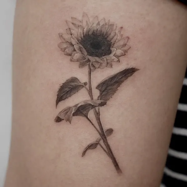 Flower, 국화, 민들레, 해바라기, 데이지