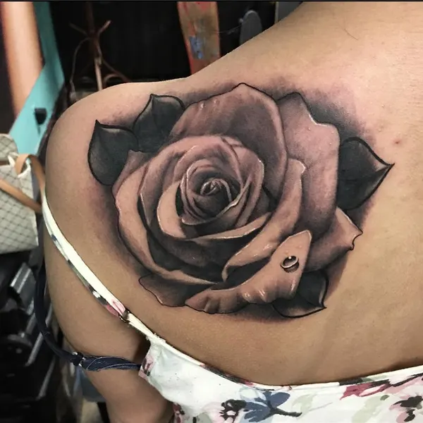 Flower, Rose, Nature