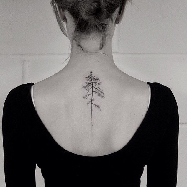 잎, Flower, 뿌리, 소나무, 나뭇가지, Nature, 나무, 고사리