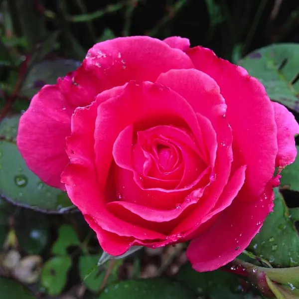 Flower, Rose, Nature