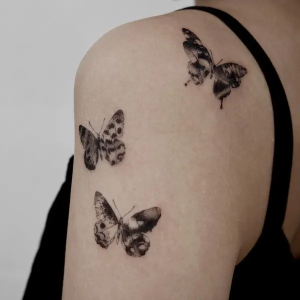 Animal, Nature, 나비