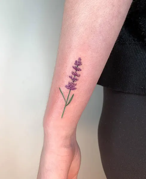 Flower, 라벤더, 허브