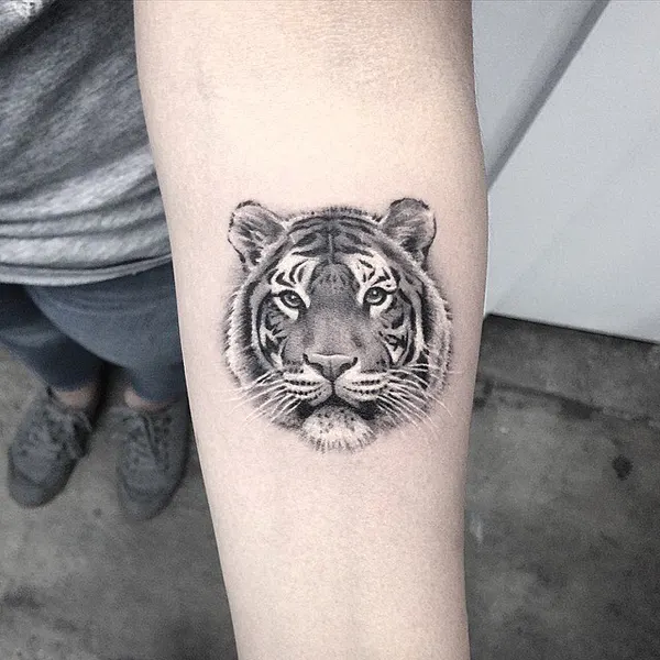 Tiger, 치타, 재규어, 중국 호랑이, 한국 호랑이, 표범