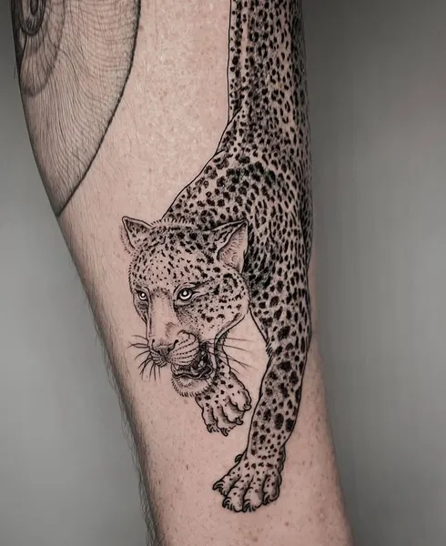 Tiger, Animal