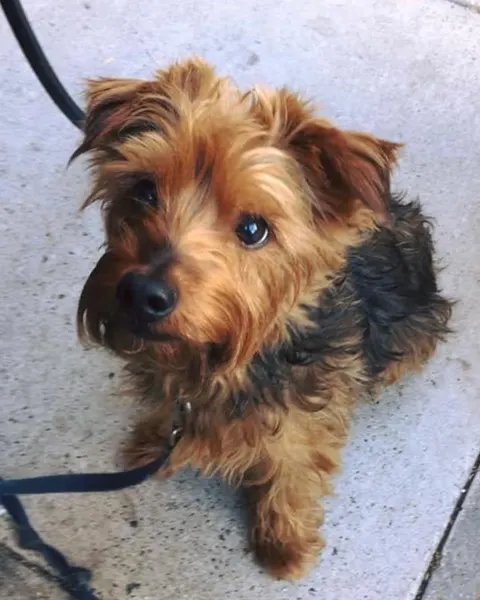 lewis.tattoo