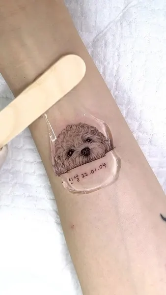 코알라, 고슴도치