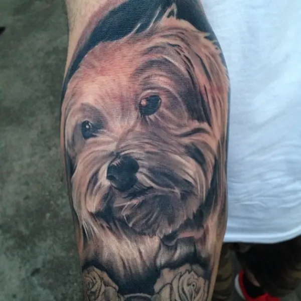Animal