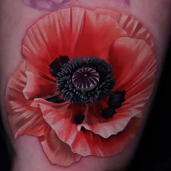 Flower, Rose, 양귀비