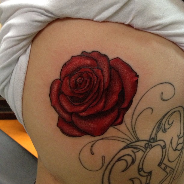 Flower, Rose, Nature