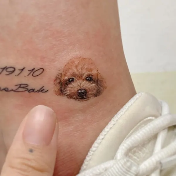 Animal, 고슴도치