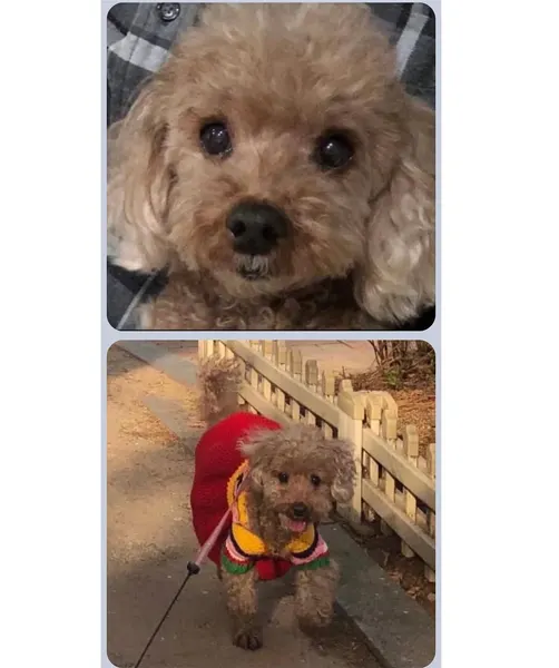 Animal